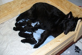 A-Wurf de Geracao nova